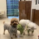 늘솔길애견미용실 이미지