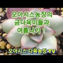 오아시스농장의 금다육이들과 여름 나기 이미지