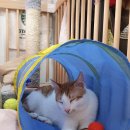 개성있개 이미지