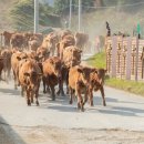 국립축산과학원 한우연구소 이미지