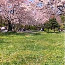 사동유원지 | 안산 가족 나들이 벚꽃 명소 BEST 3 | 아이랑 가기 좋은 곳만 골랐어요!