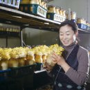 갈월버섯농장 | 만한곳 6시내고향 청산별미 메뉴 가격 요약! 노루궁뎅이버섯부터 황금팽이까지 (+농장 버섯 구입 홈페이지)