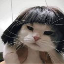 디프롬헤어 이미지