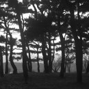 소나무숲 이미지