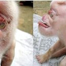 기형농장 이미지