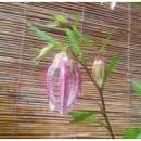 홍사초롱 이미지