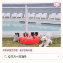 해피 펫 미 | 파주 애견카페 오프리쉬독파크 후기 | 비 온 뒤 더 신났던 강아지 수영장