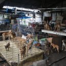 달봉이네 이미지