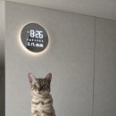 더블유 파트너스 | [광고]오더블유씨 이클립스 스마트 무드등 LED 벽시계 후기 (요일 안 맞을 때 해결법)