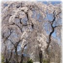 옥룡면사무소 앞 이미지