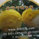 유자사랑농원 이미지