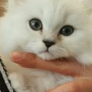 서울한빛동물병원 이미지