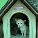 두명쉼터 | 용인 유기견봉사_레인보우쉼터 후기