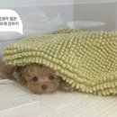 퍼피스토리 이미지