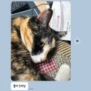 우랑돼랑곱창 | 까르보불닭, 네이버펩시제로할인특가, 홍화루, 우랑돼랑곱창, 눈썹쟁이, 다이소, 그렇게함박이된다 광교...