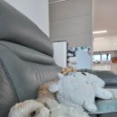 P-5C16 | 노견 16살 시츄 다솜이의 심장병 + 폐수종 정기진료와 신장수치 변화 기록 3