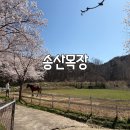 광산목장 | 광주 양떼목장 송산목장 먹이주기 모래놀이 카페 내돈내산 후기