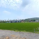 삼거리식당 옆 이미지