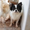 글로리아 하우스 이미지