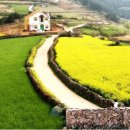 청산도봄 이미지