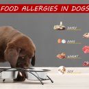 서울88동물의료원 이미지