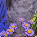 살구나무 한옥민박 이미지