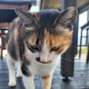 강화해미르바닷가스파오션뷰펜션 이미지