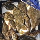 노래미 | 마산 도다리 낚시 포인트 추천| 10물 조황, 채비, 씨알, 회까지 리얼 후기