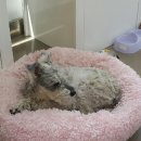 포일동물병원 이미지