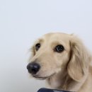 우리 강아지 장 건강 지킴이!닥터페렌들리 올인점프 유산균 정집사의 솔직 급여후기🐶💛