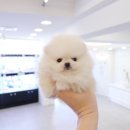 개키우는남자 강아지분양 대구본점 이미지