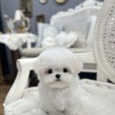 메종드퍼피 이미지