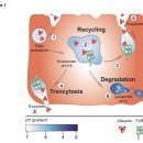 Re:Re:Re: Possible Mechanisms by Which Enzymatic Degradation of Human Serum Albumin Can Lead to Bioactive Peptides and Biomarkers 이미지