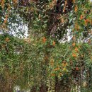 꽃 꿀방 이미지