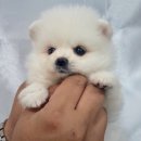 댕댕 일번가 이미지