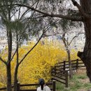 영남루 | [경남 밀양] 포토존 천지 벚꽃 개나리 봄꽃 명소 밀양읍성, 영남루 방문 후기 (25년 4월초)