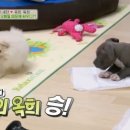 건강한 강아지 이미지