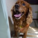 미용해주개 이미지