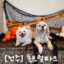 오독오독 반려견유치원 | 전주 평화동 실내외 이용 가능한 반려견 애견 동반 카페, 독트럴파크