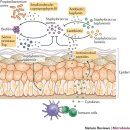 피부에 사는 세균(유익균) 2018년 nature review 이미지