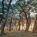 소나무숲 이미지