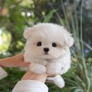 울산 강아지분양 미유펫 이미지