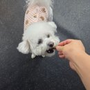 메트로자연유치원 | 창원애견유치원 멍데이유치원 아이들이 마음껏 뛰어노는 공간 살펴본 후기