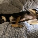 포포(For paw) 이미지