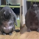 그루밍펫 이미지