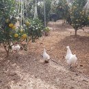 주경오리농장 이미지