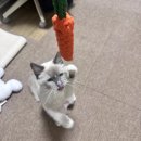 Moon pet shop(문펫샵) | 임시보호가 임종 보호가 되는 과정(둘째 공주 입장) 😼