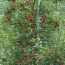 가평향기펜션 이미지