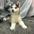 강아지분양 고양이분양 컴투펫 원주점 | 강릉강아지분양 (feat.속초,충주)