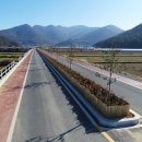 완도호랑가시나무 가로수길 이미지